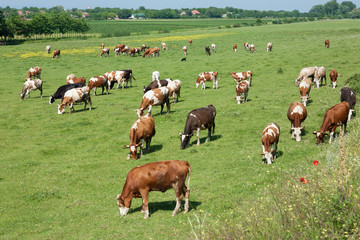 Herd of cows grazing in a carefree morning
