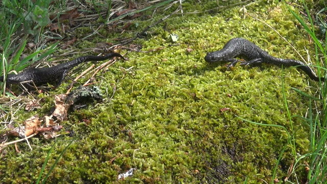 two Great Crested Newt (Triturus cristatus) on  spring moss