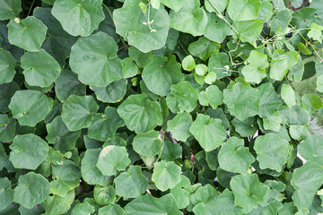 green leaf texture background