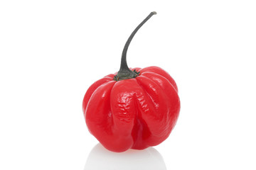 Chilisorte Habanero