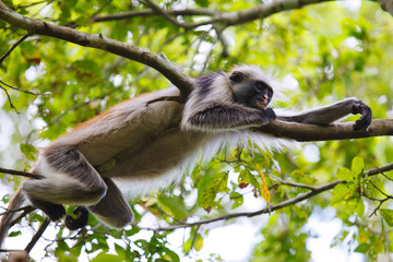 Fototapeta premium red colobus monkey sleeping