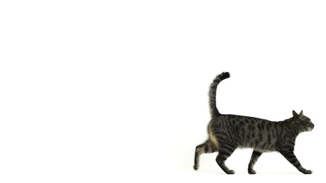 Slow motion of a cat walking