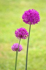 Fototapeta premium Alliums