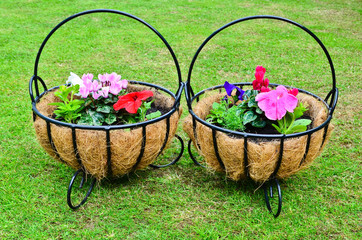 Fototapeta na wymiar Two hanging baskets on the lawn