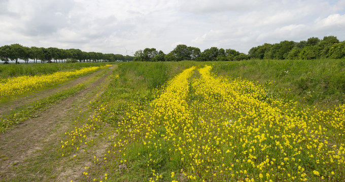 Wild flowers blooming in a field in spring