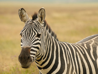Fototapeta na wymiar Przyrody w Afryce, Zebra
