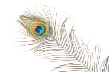 Fototapeta premium pluma de pavo