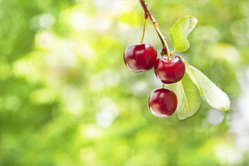 Fresh Cherries