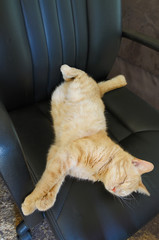 ( cat ) sleeping in office