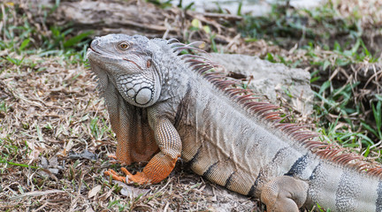 iguana reptile on the ground