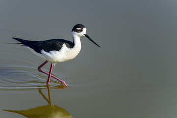 black-necked stilt, don edwards nwr, ca