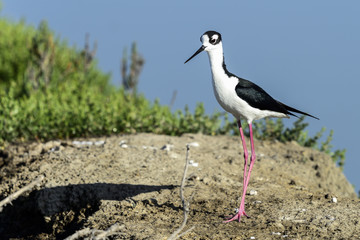 black-necked stilt, don edwards nwr, ca