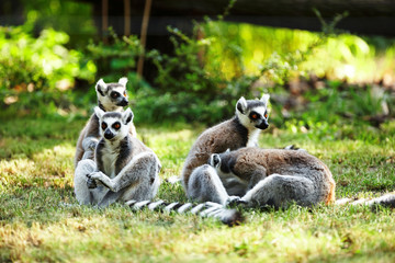Cute lemur kata living in a group
