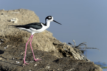 black-necked stilt, don edwards nwr, ca