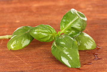 Green fresh basil on wooden background