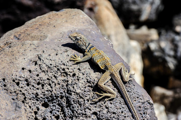 great basin collared lizard, crotaphytus bicinctores, death vall