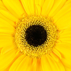 Square Macro of  Yellow Gerbera Flower