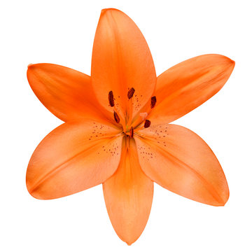 Fototapeta Open Orange Lily Flower Isolated on White Background