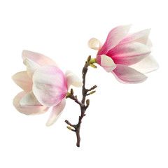 Fototapeta premium decoration of magnolia