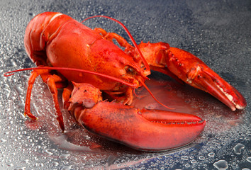 Red lobster on grey background
