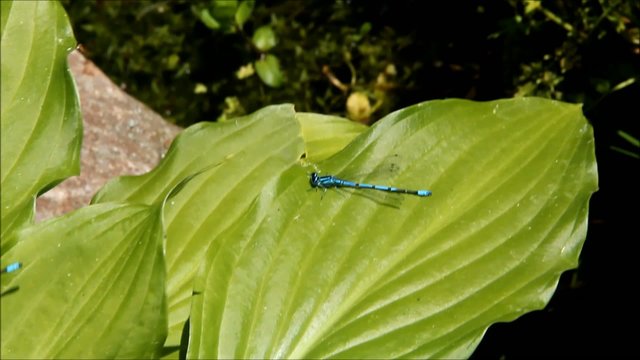 Blaue fliegende Libellen (Blue dragonfly)
