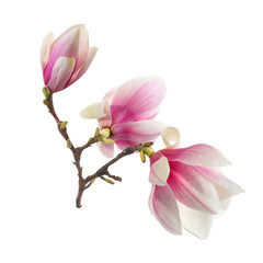 magnolia flowers - obrazy, fototapety, plakaty