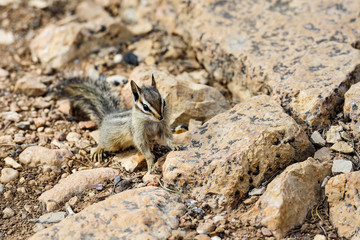 cliff chipmunk, az
