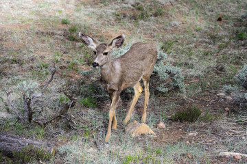 mule deer, az