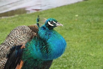 Fototapeta premium Peacock standing still