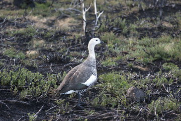 Magellan goose
