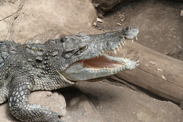 Obraz premium Krokodyl