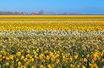 many yellow and white narcissus on Dutch fields