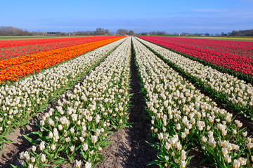 rote, weiße, orangefarbene Tulpen auf holländischen Feldern