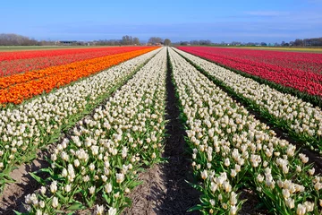 Tuinposter Tulp rode, witte, oranje tulpen op Nederlandse velden