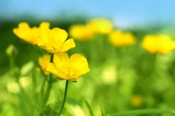 Poster Im Rahmen Beautiful spring buttercups © JulietPhotography