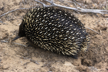 Echidna
