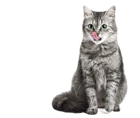 Rolgordijnen Grey cat isolated in white licking her face © elena.rudyk