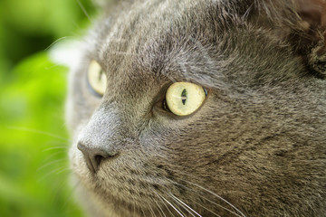 Naklejka na ściany i meble close up portrait of young british cat