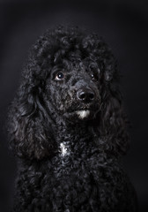 Black Poodle