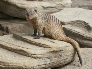 Banded mongoose (Mungos mungo)