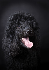Black Poodle