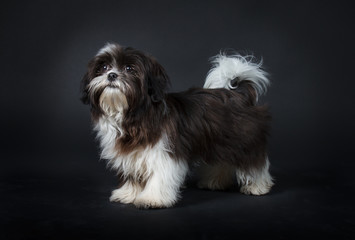 shih tzu dog