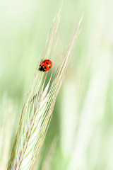 Young green rye ears and a ladybug.