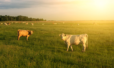 Fototapeta premium Cows