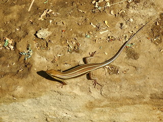 Lizard