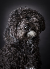Labradoodle photographed  in the studio