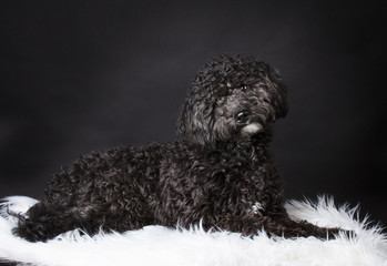 Labradoodle photographed  in the studio