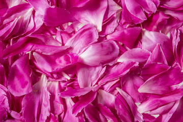 background from peony petals