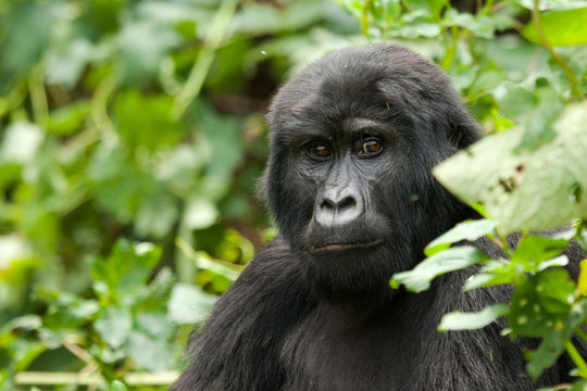 Portrait of Mountain Gorilla Female