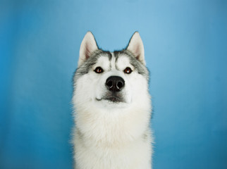 Huskies looking to top